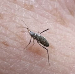 Anthocoridae