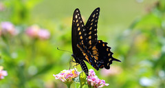 Papilio polyxenes asterius