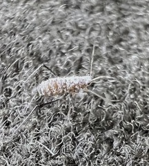 Anthocoridae
