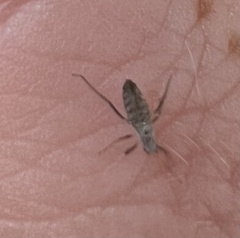 Anthocoridae