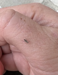 Anthocoridae