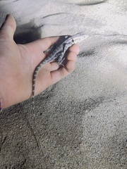 Sceloporus grandaevus