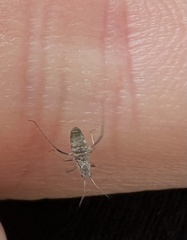 Anthocoridae