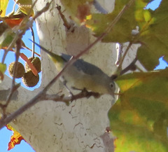 Leiothlypis virginiae
