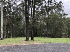 Eucalyptus crebra