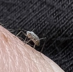 Anthocoridae