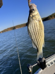 Morone mississippiensis