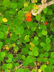 Tropaeolum