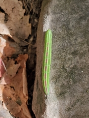 Lapara coniferarum