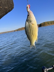 Morone mississippiensis