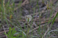Fritillaria pudica