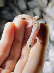 Phyllodactylus unctus