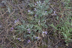 Astragalus purshii