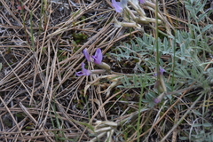 Astragalus purshii