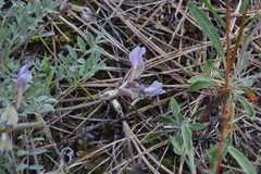 Astragalus purshii