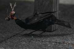 Turdus merula merula