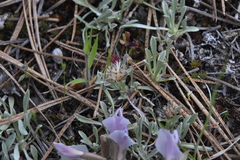 Antennaria dimorpha