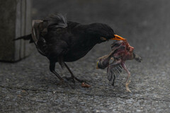 Turdus merula merula