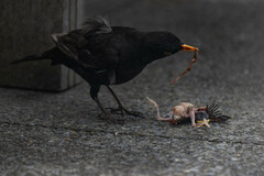 Turdus merula merula