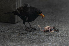 Turdus merula merula