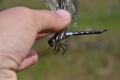 Rhionaeschna californica