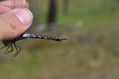 Rhionaeschna californica
