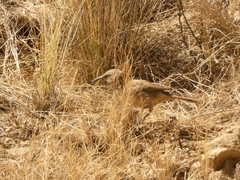 Upucerthia validirostris