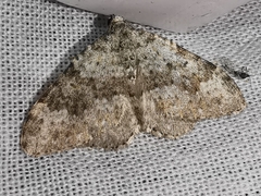 Coenotephria ablutaria