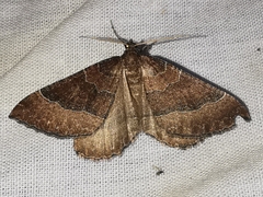 Larentia clavaria