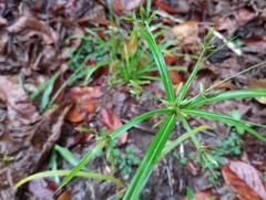 Cyperus laxus
