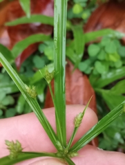 Cyperus laxus