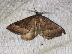 Larentia clavaria