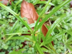 Cyperus laxus