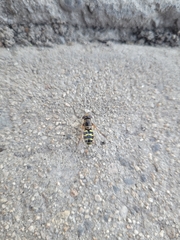 Dasysyrphus creper