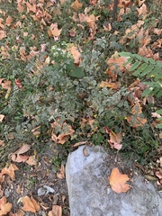 Bidens bipinnata