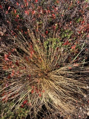 Trichophorum cespitosum