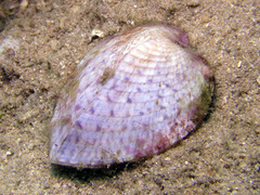 Corculum cardissa