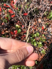 Trichophorum cespitosum