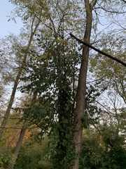 Euonymus fortunei