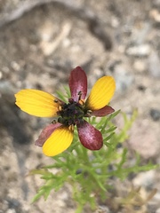 Adonis microcarpa image