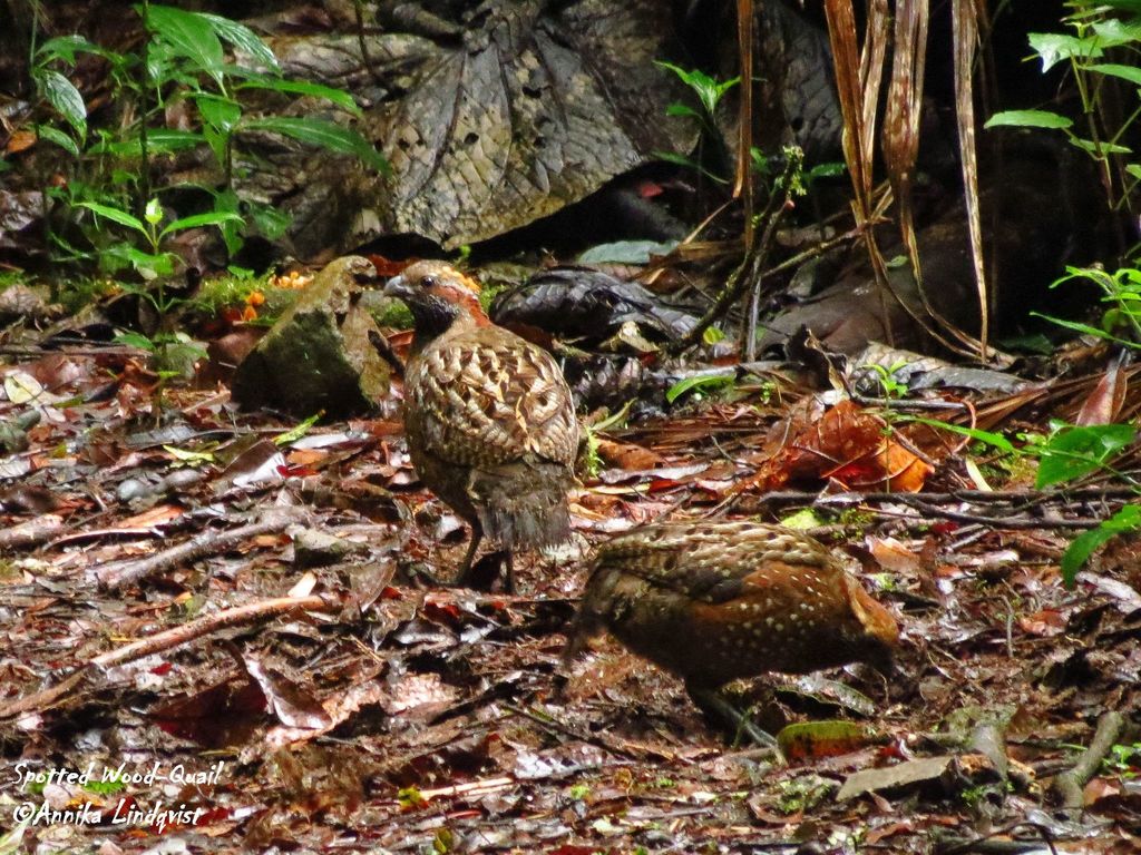 Spotted Wood-quail