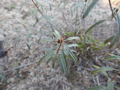 Croton argyranthemus