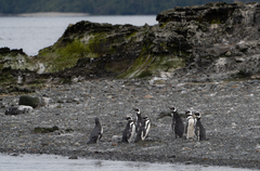 Spheniscus magellanicus