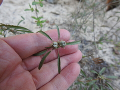 Croton argyranthemus