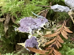 Nectriopsis violacea