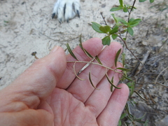 Croton argyranthemus