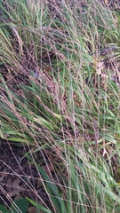 Chasmanthium sessiliflorum