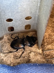 Pasimachus californicus