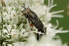 Orthonevra nitida