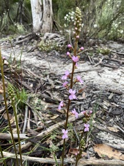Stylidium lineare